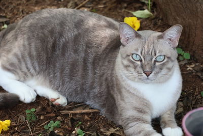 pet