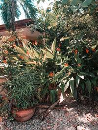 Close-up of plants against trees