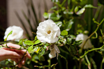 Close-up of white flowering plant