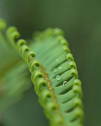 Close-up of fern