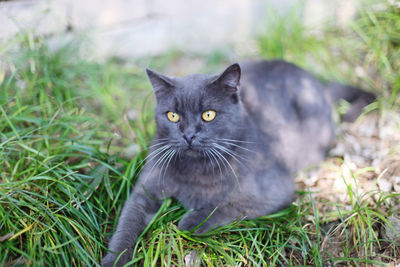 pet