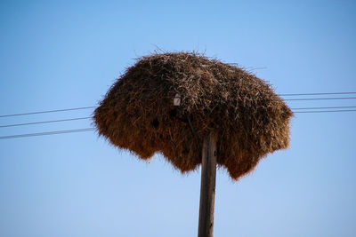 Low angle view of dead tree against clear sky
