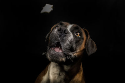 Close-up portrait of a dog over black background