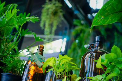 Close-up of green leaves hanging on potted plant at yard