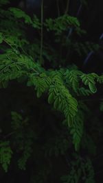 Close-up of fern leaves