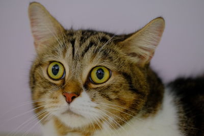 Close-up portrait of a cat