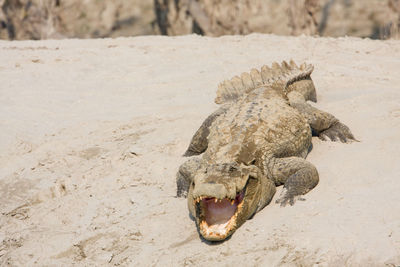 High angle view of animal skull on sand