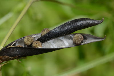 Close-up of plant