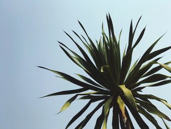 Low angle view of flowering plant against clear sky