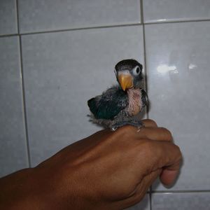 Midsection of person holding bird