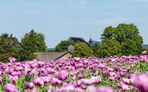 Purple flowering plants by trees against sky