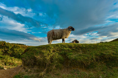 Sheep admiring sunset in hole of horcum 