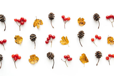 High angle view of fruits against white background