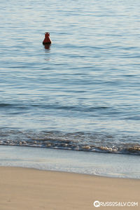 Bird swimming in sea