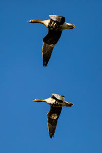 Low angle view of gray heron flying against clear blue sky