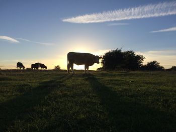 Cows grazing on field against sky at sunset