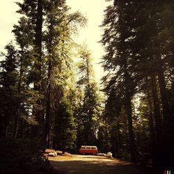 Road with trees in background