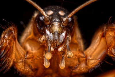 Close-up of insect