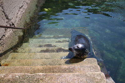 High angle view of turtle in sea