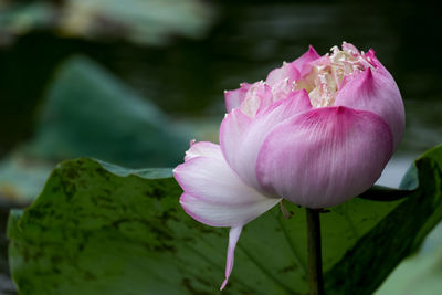 Close-up of pink rose