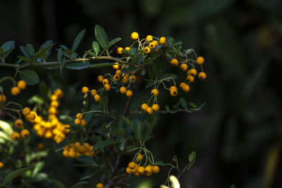 Close-up of yellow flowering plant