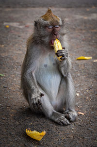 Long- tailed macaque eating a banana. 