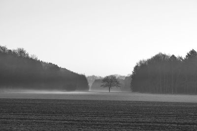 Trees on field against sky