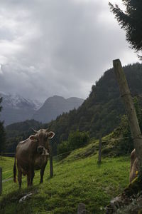 Horses in a field