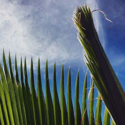 Low angle view of palm trees against sky