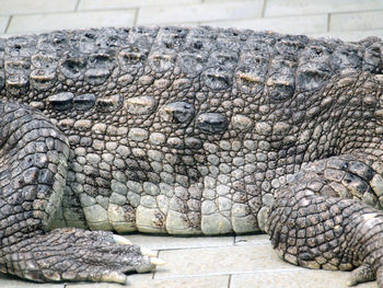 Close-up of a reptile