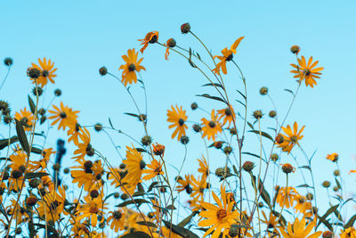 Low angle view of flowering plants against sky