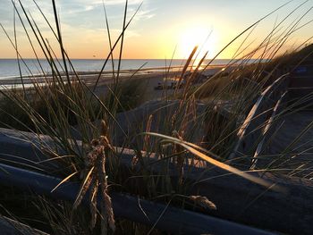 Close-up of plants at beach during sunset