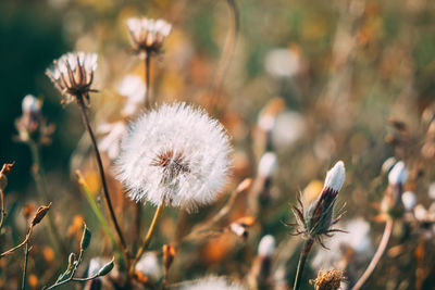 Close-up of dandelion on field