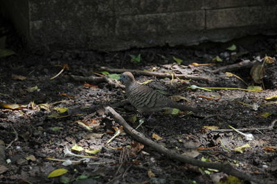 Close-up of bird perching on ground