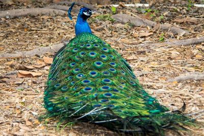 Close-up of peacock