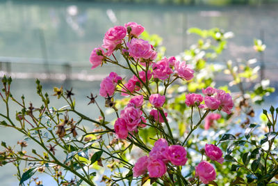 Close-up of pink flowers