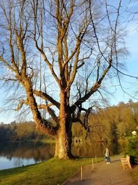 Bare tree by lake against sky