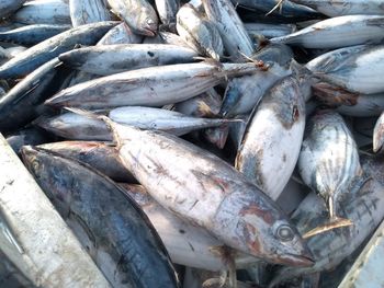 High angle view of fish for sale at market