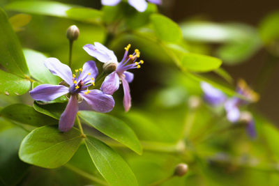 Close-up of purple flowers