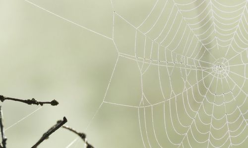 Close-up of spider on web