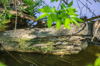 Scenic view of lake in forest