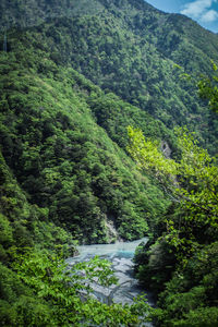 River flowing amidst trees in forest