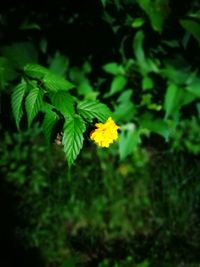 Close-up of yellow flowers