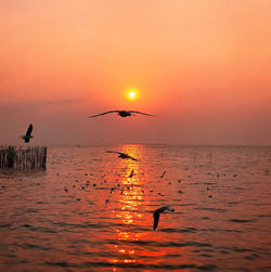 Silhouette bird flying over sea against orange sky