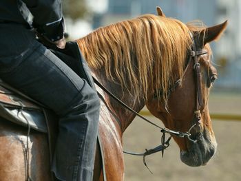 Cropped image of man riding horse