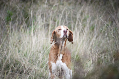 Close-up of dog sitting on grass