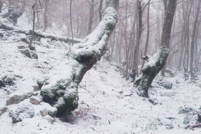 Trees in forest during winter