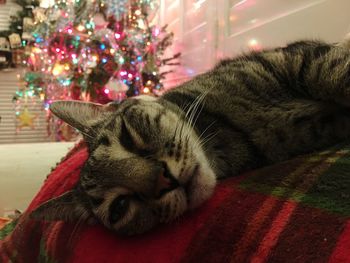 Close-up of cat sleeping on illuminated christmas tree
