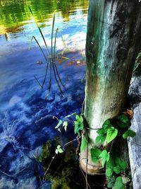 Plants in water