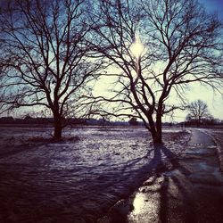 Bare trees against sky during sunset